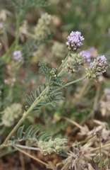 Astragalus didymocarpus