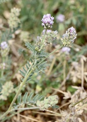 Astragalus didymocarpus