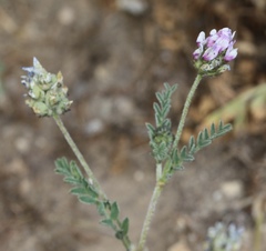 Astragalus didymocarpus