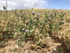 Astragalus didymocarpus