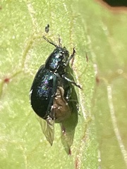 Gastrophysa atrocyanea