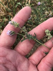 Astragalus didymocarpus
