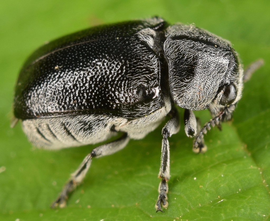 Lord Leaf Beetle