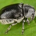 Coleothorpa dominicana - Photo (c) skitterbug, algunos derechos reservados (CC BY), subido por skitterbug