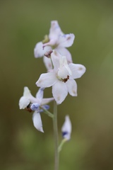Delphinium gypsophilum