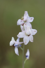 Delphinium gypsophilum