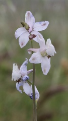 Delphinium gypsophilum