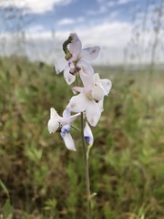 Delphinium gypsophilum