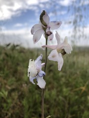 Delphinium gypsophilum