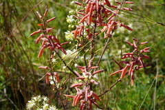 Aloe transvaalensis
