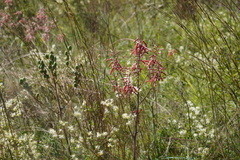 Aloe transvaalensis