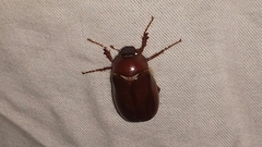 Phyllophaga futilis