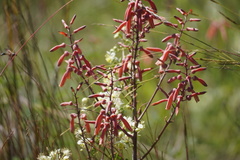 Aloe transvaalensis