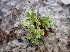 Cladonia prostrata