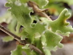 Cladonia prostrata