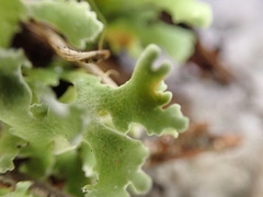 Cladonia prostrata