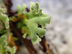 Cladonia prostrata