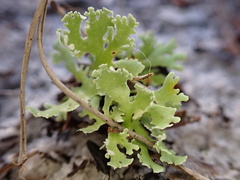 Cladonia prostrata