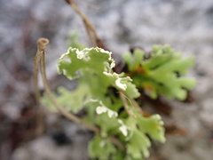 Cladonia prostrata