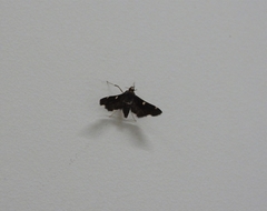 Piletocera aegimiusalis