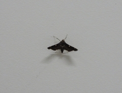 Piletocera aegimiusalis