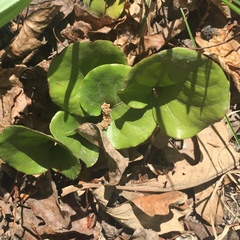 Pyrola asarifolia