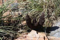 Xerophyta retinervis