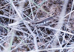 Macrotona securiformis