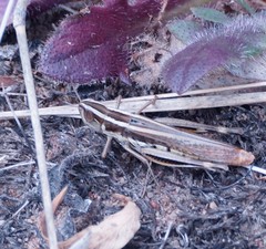 Macrotona securiformis