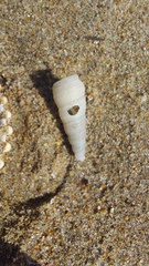 Turritellinella tricarinata