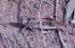 Oedaleus australis