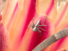 Oxyopes tridens