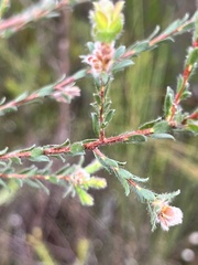 Kunzea capitata