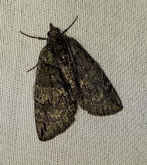 Hydriomena pluviata