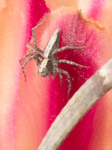 Oxyopes tridens