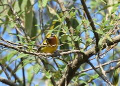 Pteruthius melanotis