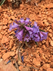 Penstemon bracteatus