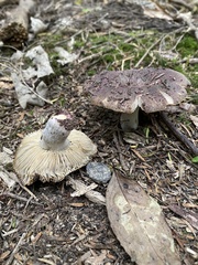 Russula vinaceocuticulata