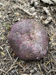 Russula vinaceocuticulata