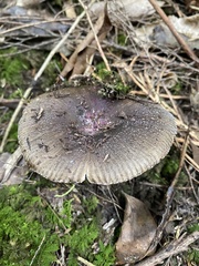 Russula vinaceocuticulata