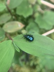 Hemipyxis flaviabdominalis