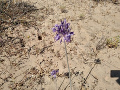 Triteleiopsis palmeri