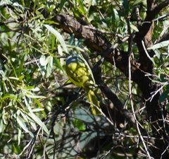 Telophorus sulfureopectus similis