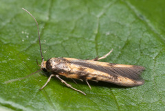 Stathmopoda pedella