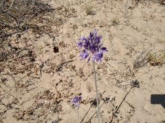Triteleiopsis palmeri