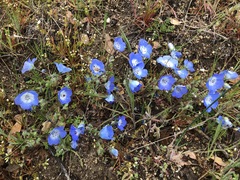 Nemophila menziesii menziesii