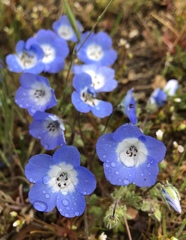 Nemophila menziesii menziesii