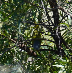 Telophorus sulfureopectus similis