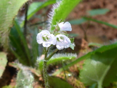 Veronica californica