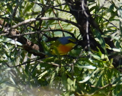 Telophorus sulfureopectus similis